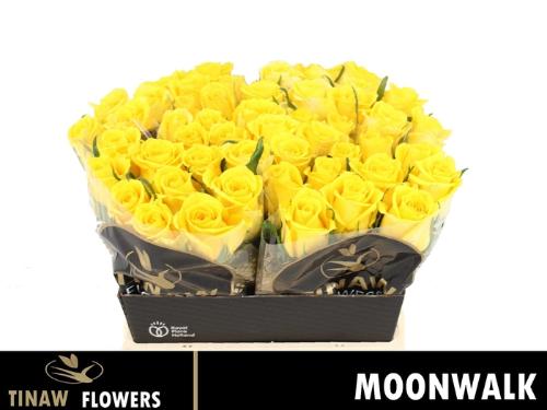 Rosa grootbloemig Moonwalk