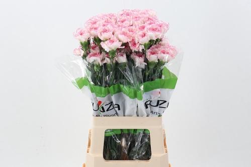 Dianthus standaard 'Pastel Damascus'