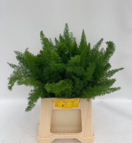 Asparagus densiflorus 'Meyers'