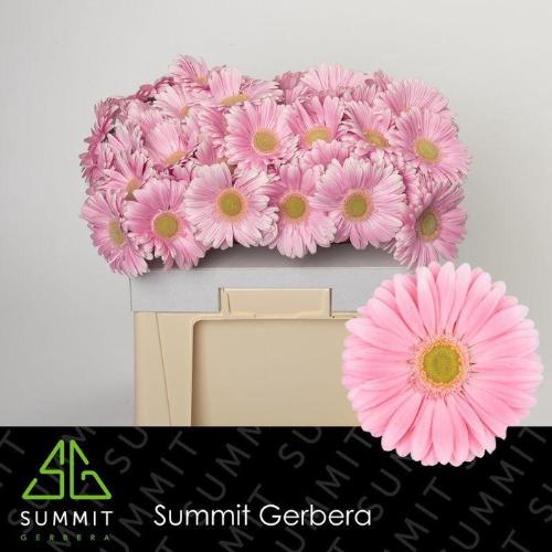 Gerbera grootbloemig Plot