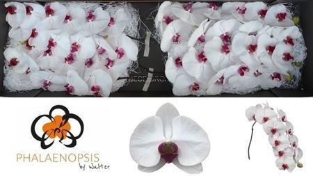 Phalaenopsis per bloem Red Lips