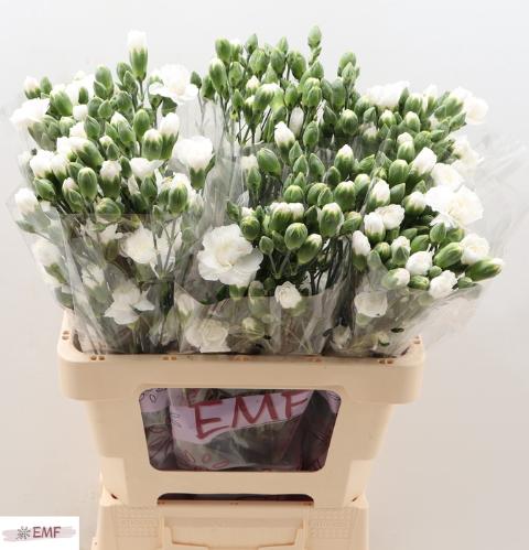 Dianthus tros Blanquita