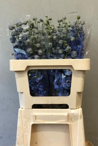 Delphinium dubbelbloemig (Elatum Grp) 'Dewi Morning Blue'