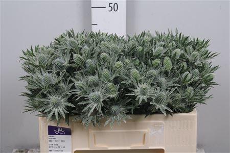 Eryngium Sirius Questar