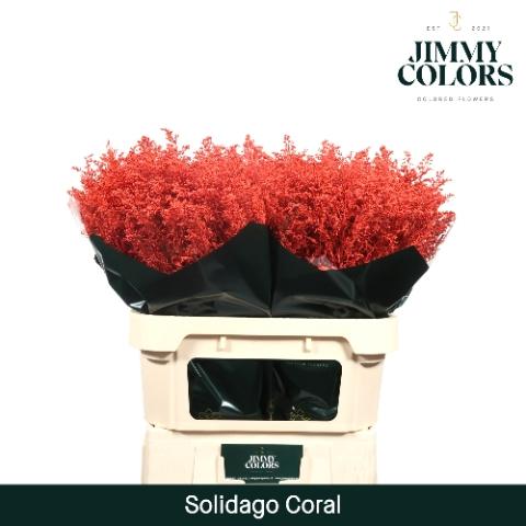 Solidago kleurbehandeld H%