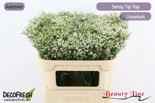 Limonium sinense Sensy Tip Top