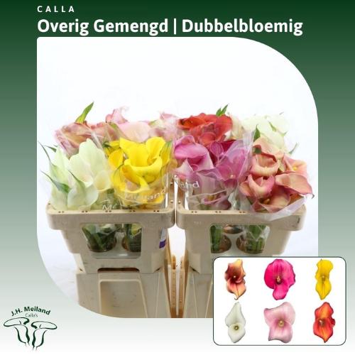 Zantedeschia gemengd in fust