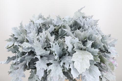 quercus overig kleurbehandeld H%