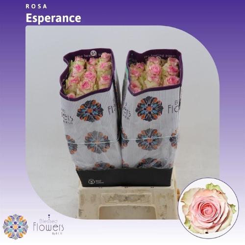 Rosa grootbloemig Esperance