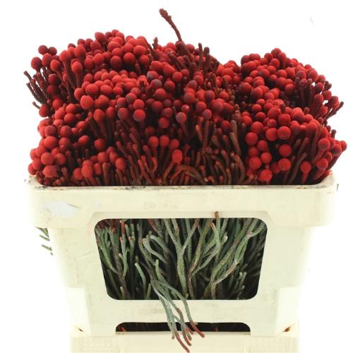 Brunia laevis red