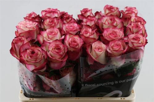 Rosa grootbloemig Paloma