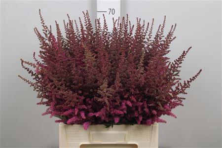 Astilbe 'Maggie Daley'