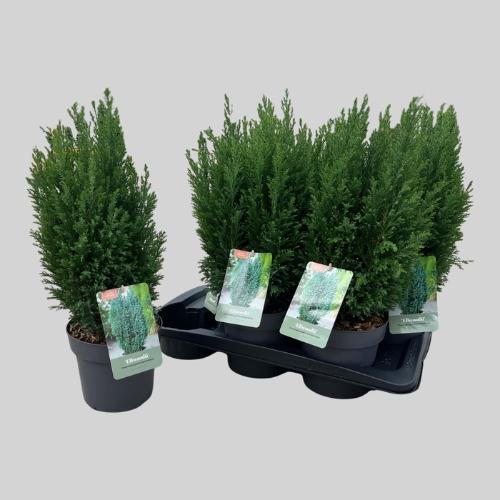 Chamaecyparis lawsoniana 'Ellwoodii'