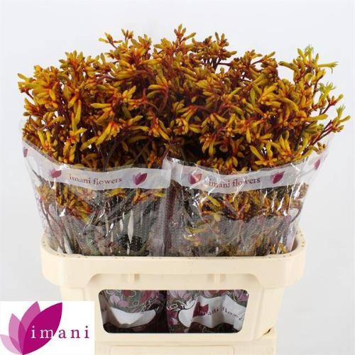 Anigozanthos 'Gold Fever'