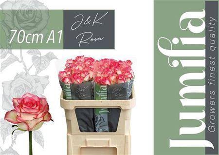 Rosa grootbloemig Jumilia