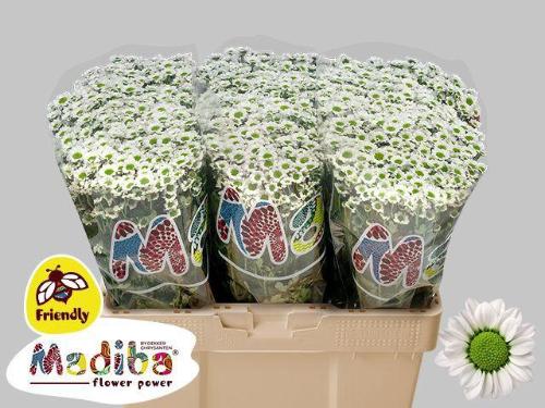 Chrysanthemum Indicum Grp tros santini Madiba Lindi White