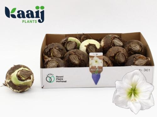 Hippeastrum (bol)