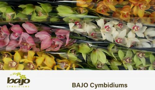 Cymbidium grootbloemig per tak gemengd