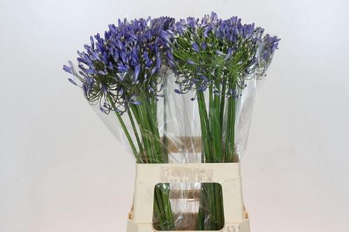 Agapanthus 'Blue Heaven'