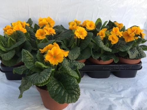 Primula Elatior Grp 'Sibel Goldgelb'