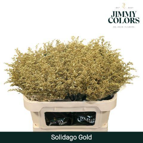 Solidago kleurbehandeld H%