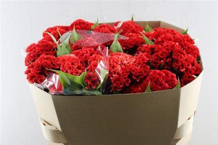 Celosia argentea (Cristata Grp) Smashing