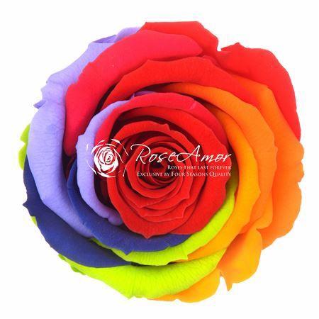 Rosa grootbloemig kleurbehandeld H%