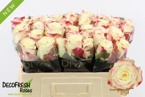 Rosa grootbloemig Sweet Horizon