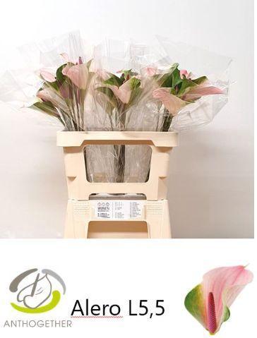 Anthurium Alero