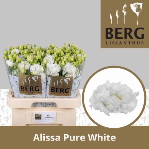 Eustoma russellianum gevuldbloemig 'Alissa Pure White'