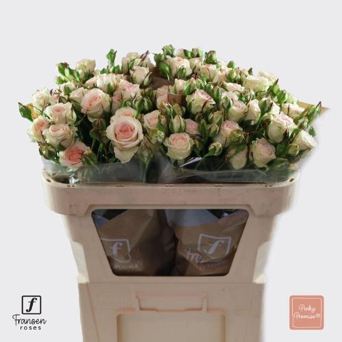 Rosa tros Pinky Promise