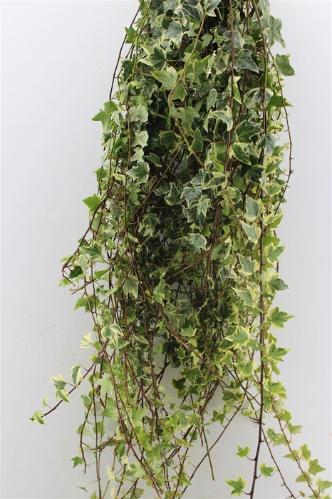 Hedera helix (blad)