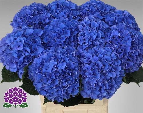 Hydrangea macrophylla Royal Parade