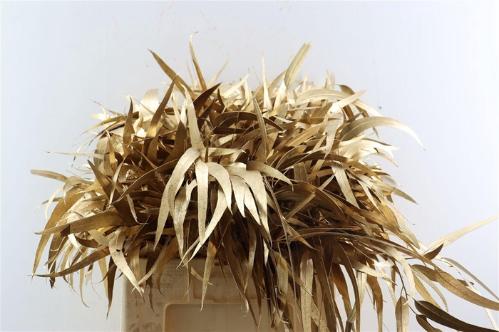 Eucalyptus cinerea kleurbehandeld per bos H%