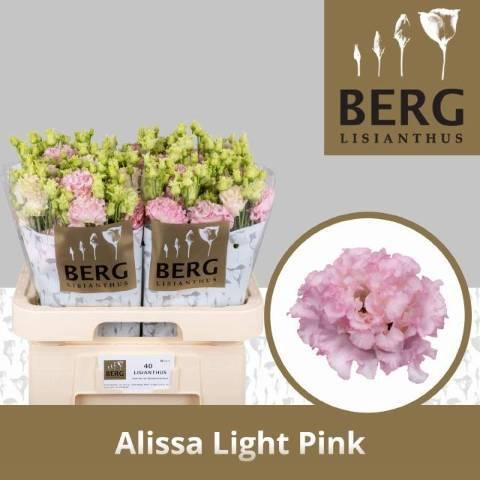 Eustoma russellianum gevuldbloemig 'Alissa Light Pink'