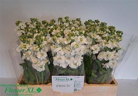 Matthiola incana StoX White