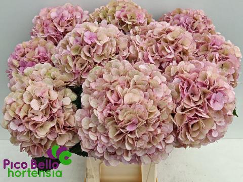 Hydrangea macrophylla My Beautiful Vienna (classic)