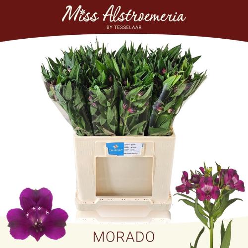 Alstroemeria Morado