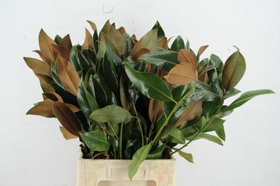 Magnolia grandiflora per bos