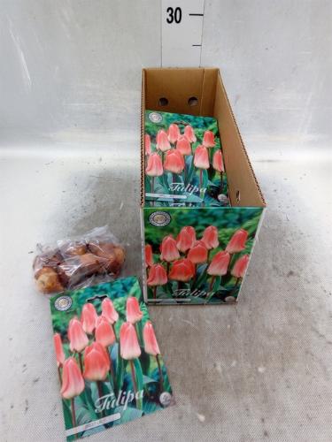 Tulipa (bol)