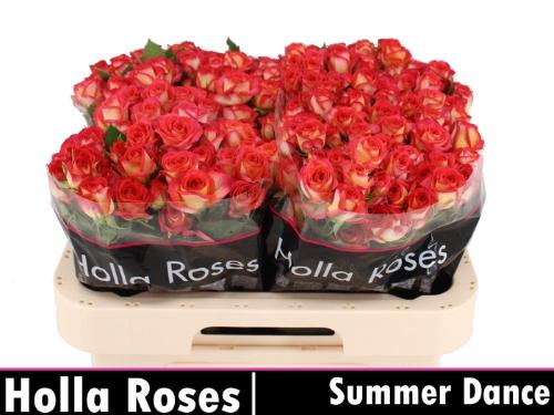 Rosa tros Summer Dance