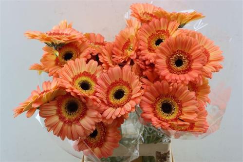 Gerbera grootbloemig Dino+