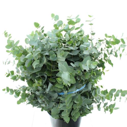 Eucalyptus per bos cinerea