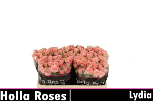 Rosa tros Lydia