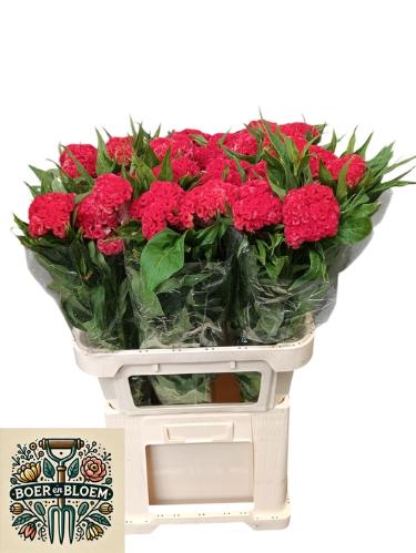 Celosia Cristata Grp 'Fire Chief'