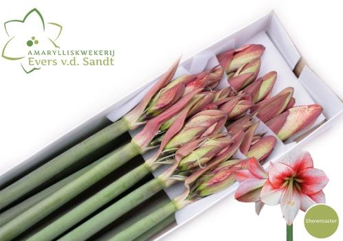 Hippeastrum Galaxy Grp 'Showmaster'