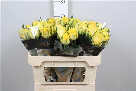 Rosa grootbloemig Golden Smile