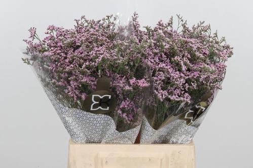 Limonium Safora Oshi Pink