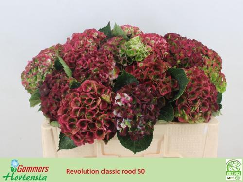 Hydrangea macrophylla Magical Revolution (classic)