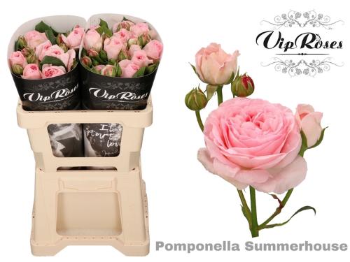 Rosa grootbloemig Pomponella Summerhouse